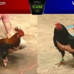 Panduan sabung ayam online Wala Meron