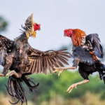 Taruhan sabung ayam online: Pengalaman bagus untuk diterapkan