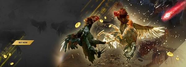 Taruhan sabung ayam online: Pengalaman bagus untuk diterapkan
